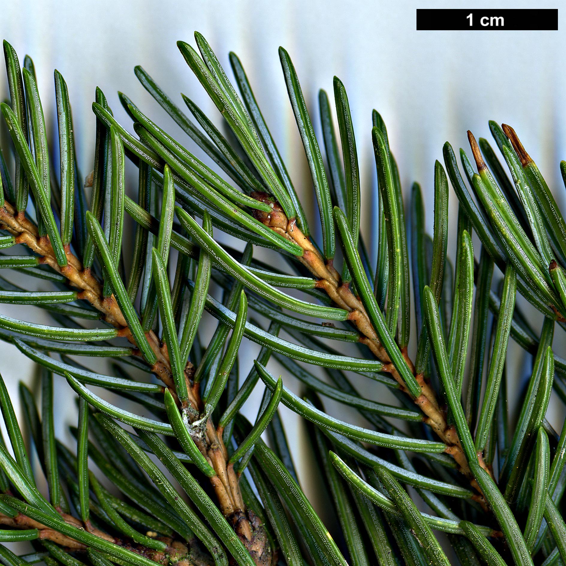 High resolution image: Family: Pinaceae - Genus: Picea - Taxon: alcoquiana - SpeciesSub: var. reflexa